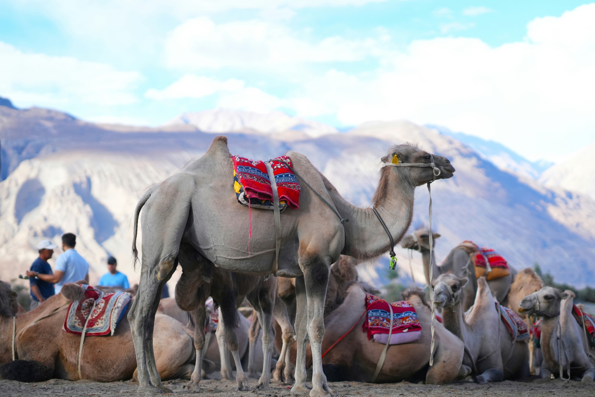 Bactrian camels in Nubra Valley